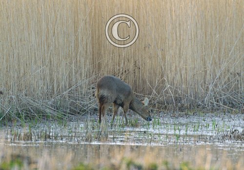 Chinese Water Deer 6